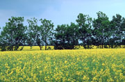 Rapsbl&uuml;ten auf der Insel Fehmarn
